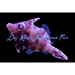 Matted Filefish (Aiptasia Eating) Captive Bred 1.5"+