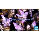 Acropora - Miami Orchid