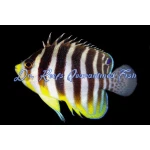 Multibar Angelfish (Captive Bred)