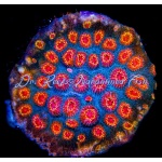 Cyphastrea - Mystify