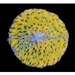 Fungia - Orange Plate