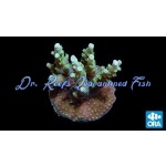 Acropora - Orchid Berry