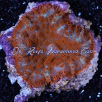 Pacific Dawn Mushroom (Per Polyp)