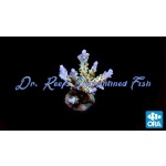 Acropora - Pearlberry