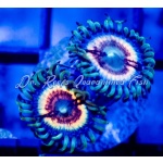 Zoanthid - Petroglyph