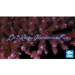 Acropora - Plum Crazy