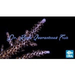 Acropora - Purple Stag (Indo)