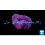 Lobophyllia - Red Brain Coral