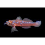 Red-Lined Nano Goby (Captive Bred)