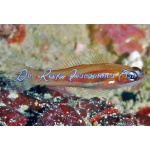 Red-Lined Nano Goby (Captive Bred)