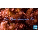 Acropora - Red Planet