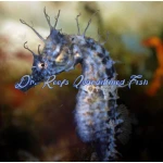 Saddled Erectus Seahorse (Captive Bred)