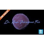 Porites - Sand Dollar