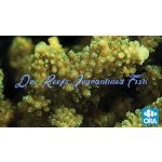 Acropora - Scripps Green