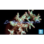 Acropora - Shortcake