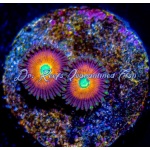 Zoanthid - Smashing Pumpkins (4+ Polyps)
