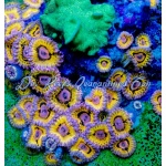 Zoanthid - Stratocaster (Per Polyp)
