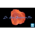 Mushroom - Super Orange (Per Polyp)