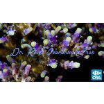 Acropora - Tri-Color Valida