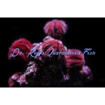 Tuxedo Urchin (Captive Bred)