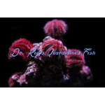 Tuxedo Urchin (Captive Bred)