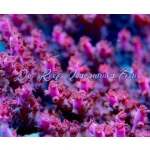 Acropora - Very Berry Table