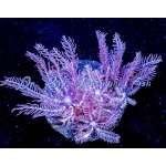 Anthelia - Waving Hand