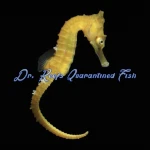 White's Seahorse (Captive Bred)