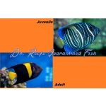 Asfur Angelfish