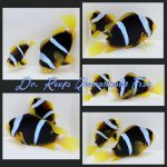 Black Clarkii Bonded Pair