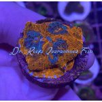 Chalice - Clown Posse