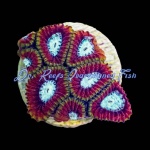 Favia - Darwin Ultra