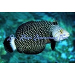 Dragon Wrasse
