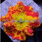 Mushroom - Jawbreaker