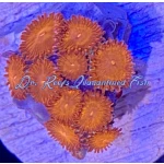 Zoanthid - Lurax