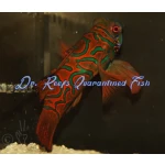Mandarin - Red