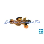 Mandarin - Red (Captive Bred)