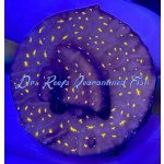 Lepto - Starry Night