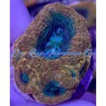 Bowerbanki - Treasure Chest