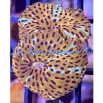 Mushroom - Ultra Leopard Skin