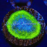 Psammacora - Blueberry Haze