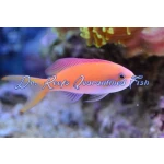 Carberryi Anthias