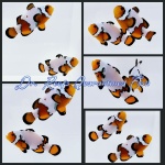 Ice Mocha Bonded Pair