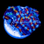 Acan - Lord Pin Wheel