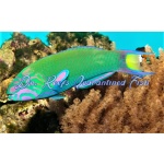 Lunare Wrasse