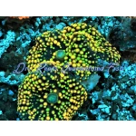 Ricordea Orange/Yellow Super (Per Polyp)