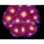 Zoanthid - Halo Monster (4+ Polyps)