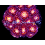 Zoanthid - Halo Monster (4+ Polyps)