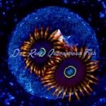 Zoanthid - Rainbow Hornet (4+ Polyps)