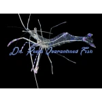 Pederson Cleaner Shrimp